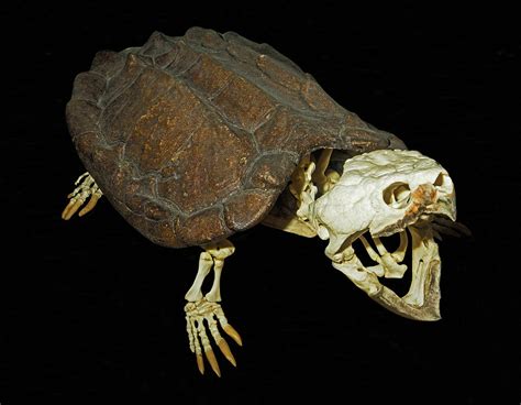 Alligator Snapping Turtle Skull