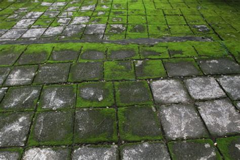 La Mousse S Limine D Finitivement De La Terrasse Gr Ce Ces Produits