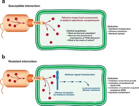 Phytopathogenic Bacteria Inject TTSS Effector Proteins Into Plant