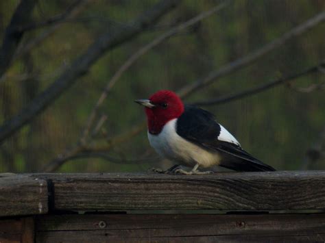 Red Headed Woodpecker North Central Ohio Taken From My Kitchen