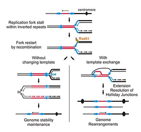 Homologous Recombination Restarts Blocked Replication Forks At The