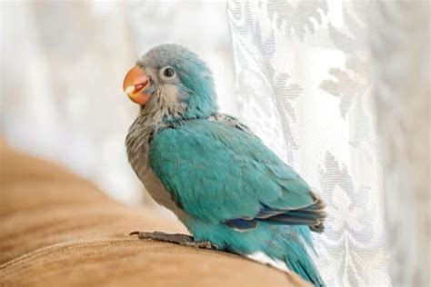 Chicken Hawk Bird Information Facts And Pictures Bird Helpful