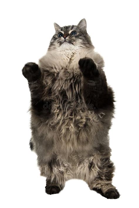 The Big Siberian Domestic Cat Flying Stock Image - Image of perfect ...