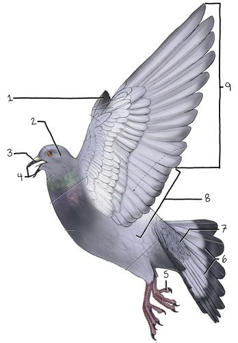 Pigeon Anatomy - External Anatomy (BIO 315) Flashcards | Quizlet