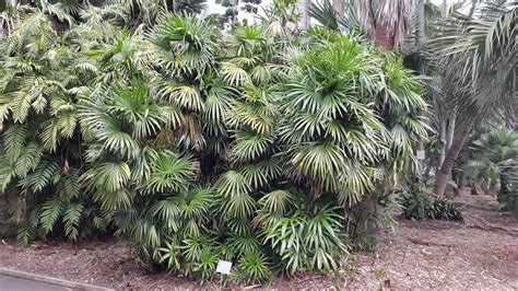 Rhapis Excelsa Alpine Nurseries