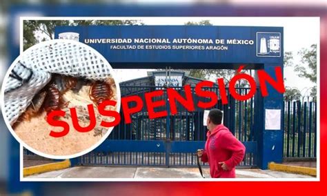 Fes Aragón Suspende Clases Presenciales Por Reportes Sobre Chinches