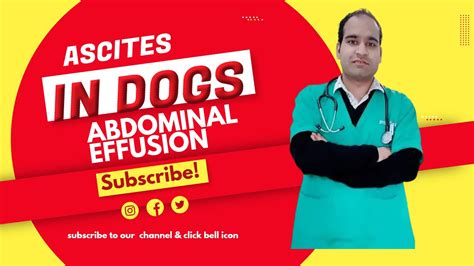 Ascites In Dogs I Abdominal Effusion In Dogs Youtube