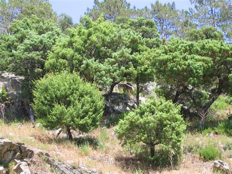 Photographie De Gen Vrier Oxyc Dre Juniperus Oxycedrus Cupressac Es