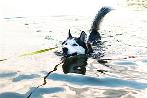 Siberian Husky In Water During Daytime Photo Free Kaunas Image On