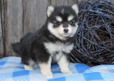 Pomsky Puppies For Sale In Ohio Puppies Tips