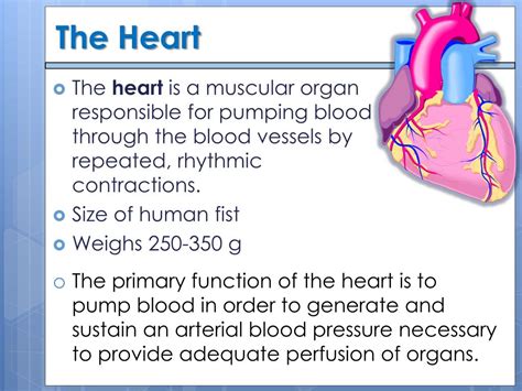 Ppt Cardiac Function Powerpoint Presentation Free Download Id 4191376