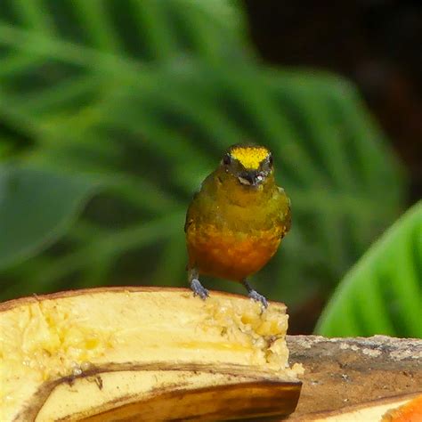 Olive backed Euphonia from Chilamate Heredia Sarapiquí Costa Rica on