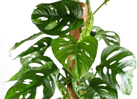 Gatenplant Monstera Monkey Leaf Mosstok Per Stuks Kamerplant In