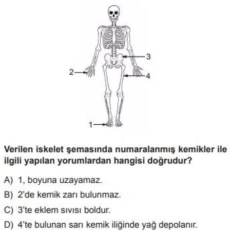 S N F Fen Bilimleri Test Destek Ve Hareket Sistemi Test Z