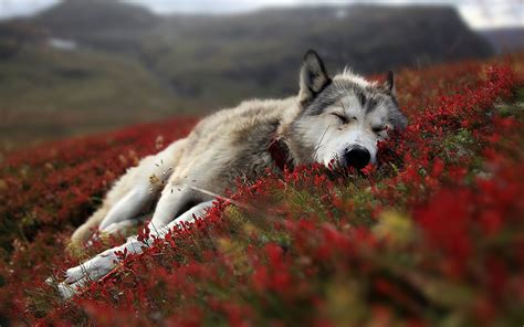 🔥 [50+] Cute Baby Wolf Wallpapers | WallpaperSafari