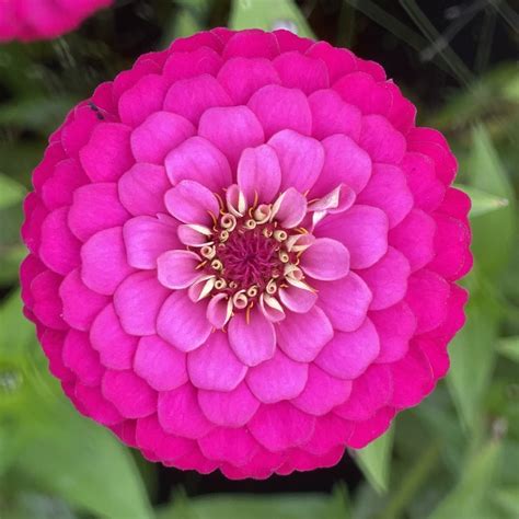 Three Must-Grow Zinnia Varieties — Lynsey Taulbee