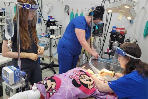 Zoeys Canine Dental Extraction Pets In Stitches