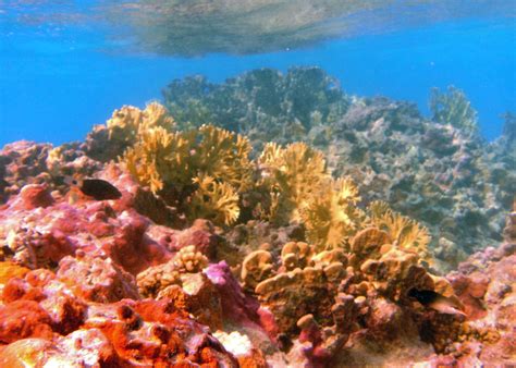 Coral Reef Coral Reef With Trigger Fish At Johnston Atoll Flickr