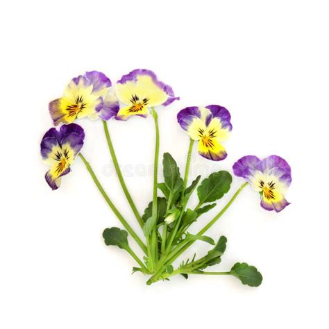 Purple Yellow Pansy Flower Plant Northern Lights Variety Stock Image