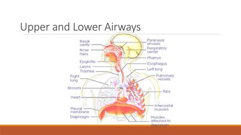 Ppt Basic Airway Powerpoint Presentation Free Download Id6401014