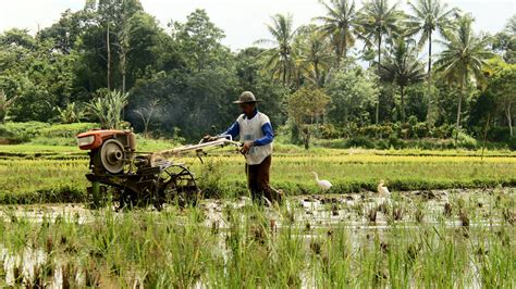 Strategi Kebijakan Ketahanan Pangan 2024 Pemerintah Fokus Pada Hal Ini