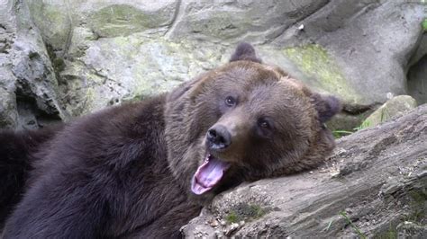 Brown Bear Yawning And Resting Youtube