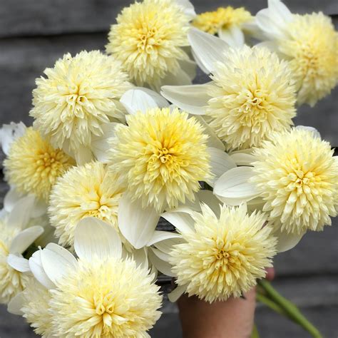 This Platinum Blonde Blonde Hair secret prevents yellow tones 40