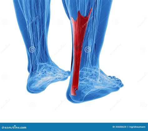 Achilles Tendon With Lower Leg Muscles Stock Illustration