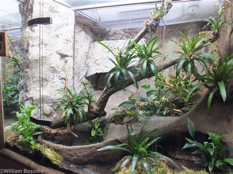 Example Snake Enclosure | Snake enclosure, Snake terrarium, Reptile enclosure