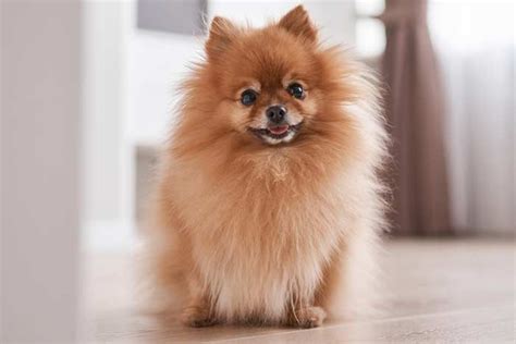 Pomerania 15 Cosas Que No Sabes Del Perro Toy Feelcats Raza De