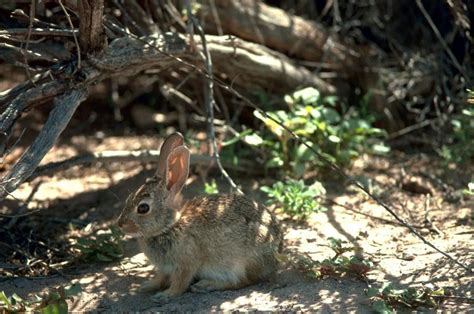 Free picture: desert, cottontail, rabbit