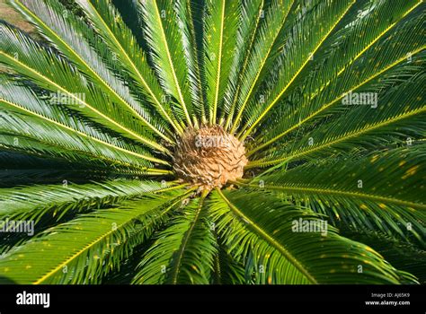 Cycas Revoluta Palmfern Fern Palm Tree Cycadales Cycadopsida Stock