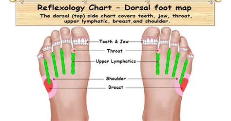 Foot Reflexology Chart: Planter, Dorsal, Medial & Lateral Map