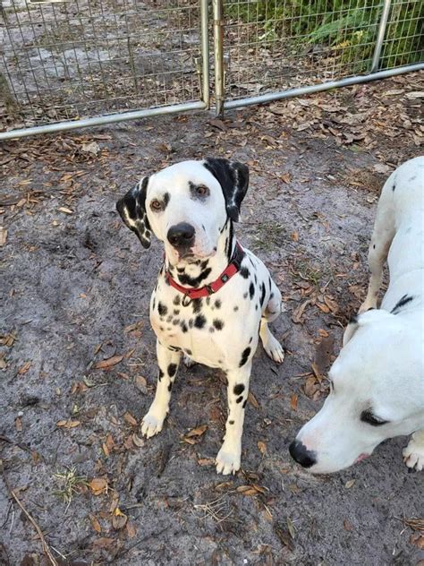 Cute dalmatian for adoption : r/dalmatians