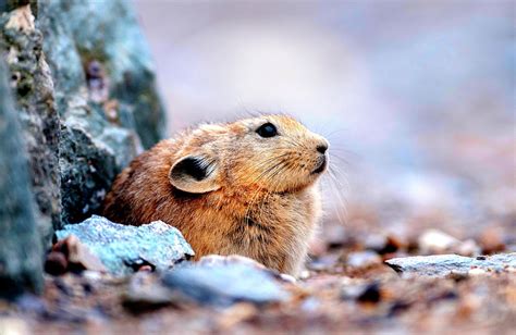 Pika Mammal Photograph By Amit Rane Fine Art America