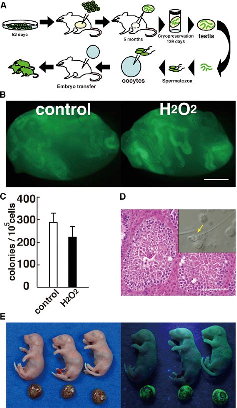 Figure 1 From Ros Are Required For Mouse Spermatogonial Stem Cell Self