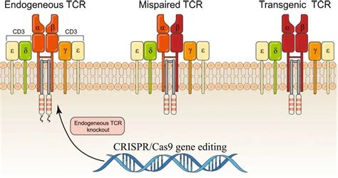 Crisprcas9基因编辑技术的应用 知乎