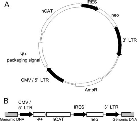 Structure Of The Retroviral Vector Plasmid And Hypothesized Insertion