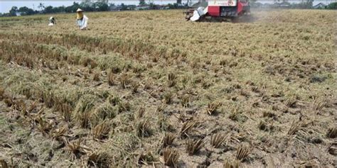 Hadapi El Nino Mentan SYL Minta Jajarannya Dampingi Para Petani Di