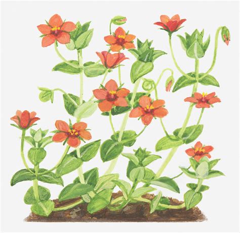 Illustration Of Anagallis Arvensis Scarlet Pimpernel Red Flowers