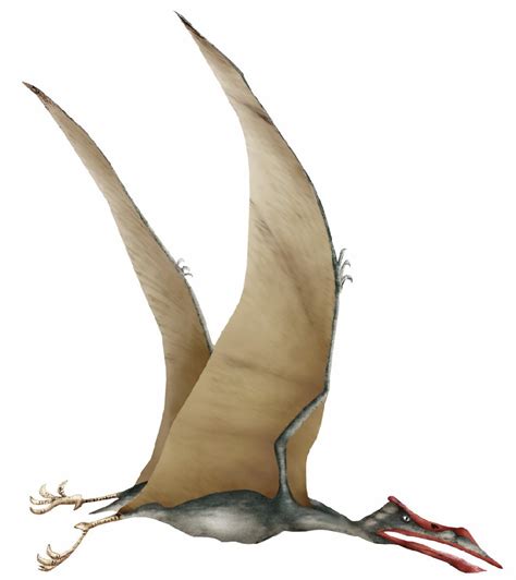 Quetzalcoatlus Pictures Facts The Dinosaur Database