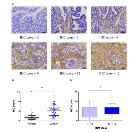 Immunohistochemical Ihc Analysis Of Magp1 Protein Expression In Zju