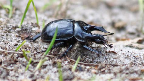 Bull Beetle Is The Insect Of The Year Techzle