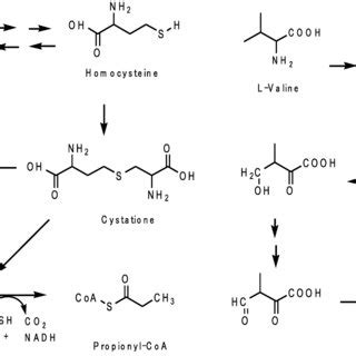 Correlation between odd carbon fatty acids synthesis and propionyl-CoA ...