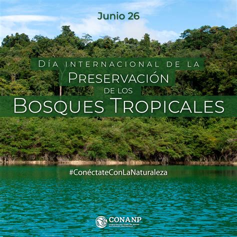 D A Internacional De La Preservaci N De Los Bosques Tropicales