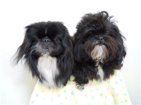 Black and White Mixed Breed Dogs on Blanket