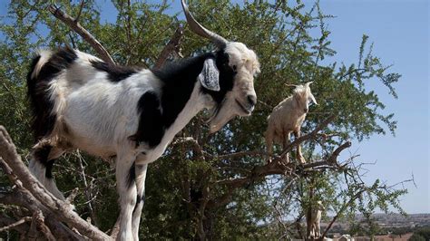 Meet The Tree Climbing Goats Of Morocco Bbc Newsround