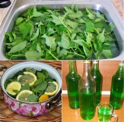 RECEPT ZA SIRUP OD KOPRIVE OBAVEZNO GA ZABILJEŽITE JER ZBOG PRITISKA