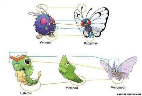 Caterpie Metapod Venomoth Pok Mon Amino