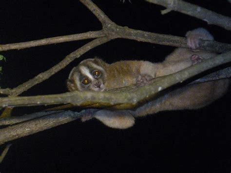 Agro Forest Mendolo Village Habitat Of The Critically Endangered Javan